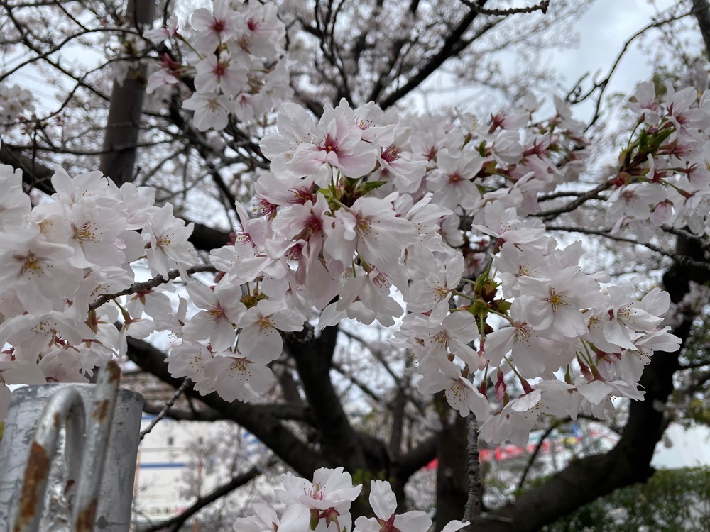 4月4日の桜